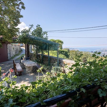 Violet'S Place Črni Kal 外观 照片